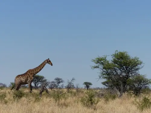 Giraffegeht.JPG
