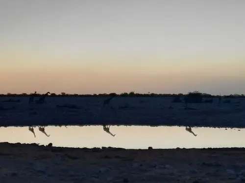 Giraffen.jpg