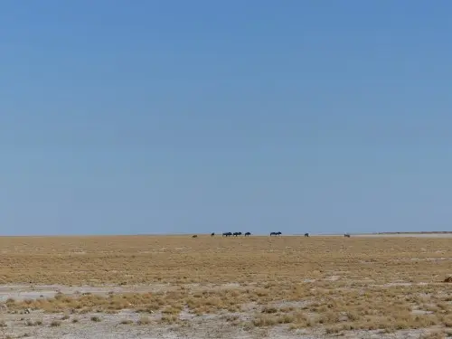 Gnus.JPG