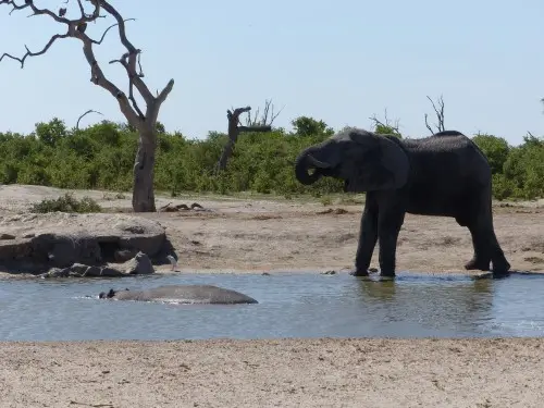 Hippo.JPG