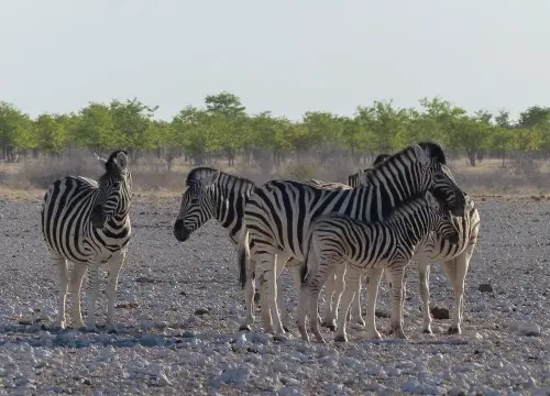 Zebrasweiter.JPG