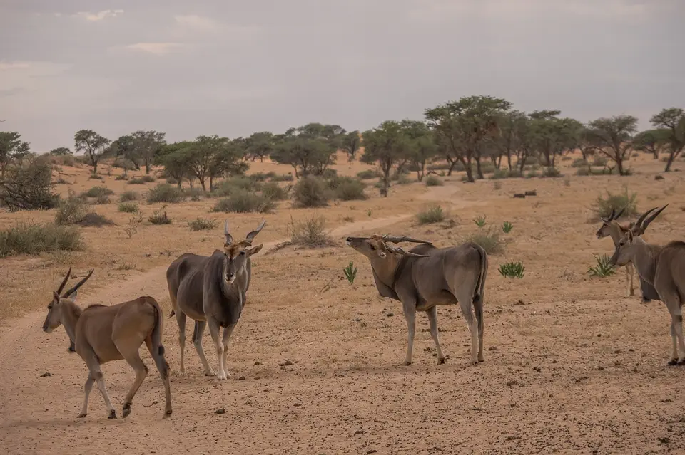 k-Namibia2019(25).jpg