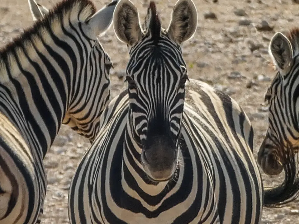 k-NamibiaimFrühjahr2019(481).jpg