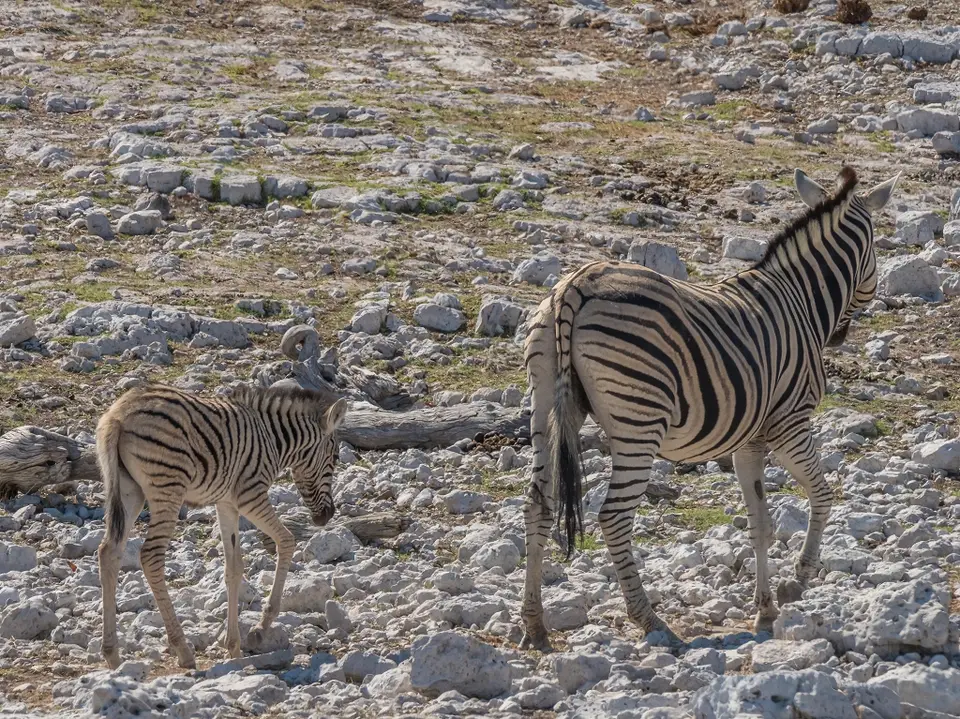 k-NamibiaimFrühjahr2019(483).jpg