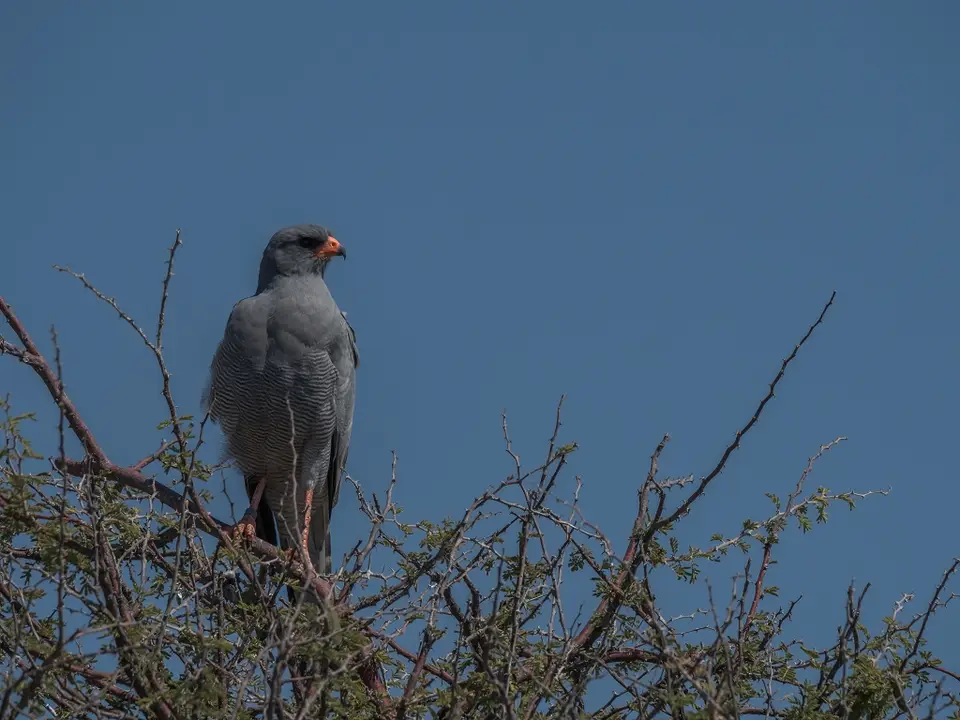 k-NamibiaimFrühjahr2019(490).jpg