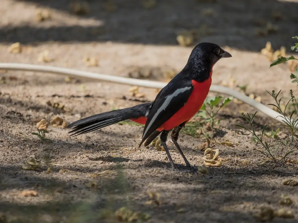 k-NamibiaimFrühjahr2019(492).jpg
