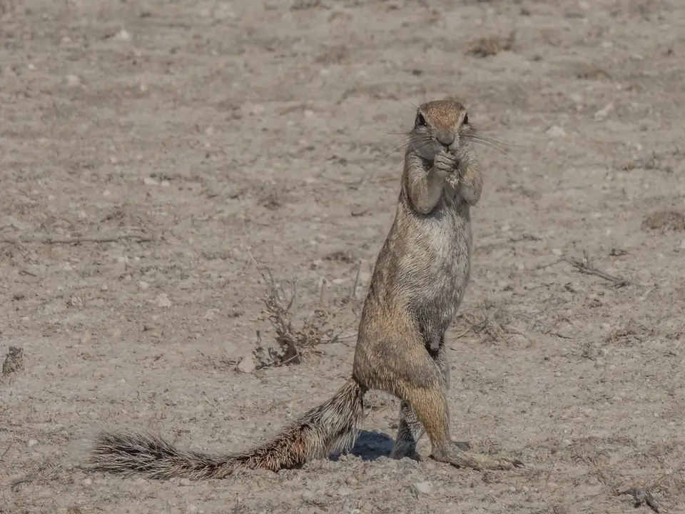 k-NamibiaimFrühjahr2019(497).jpg