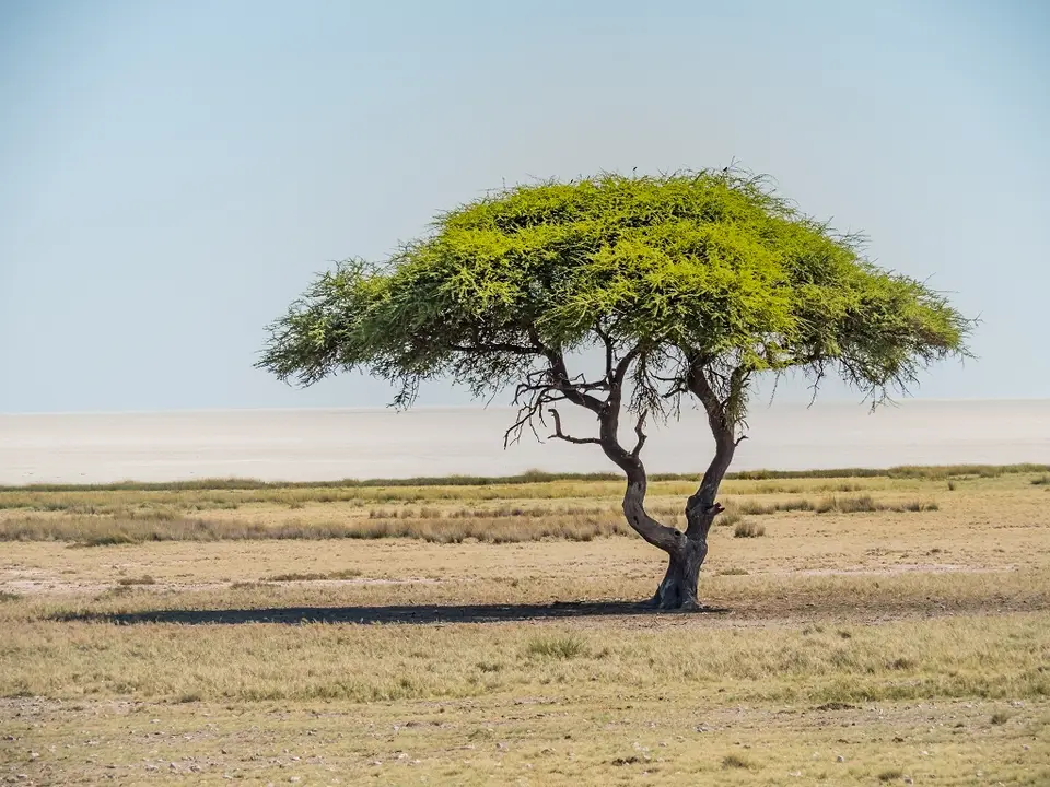 k-NamibiaimFrühjahr2019(511).jpg