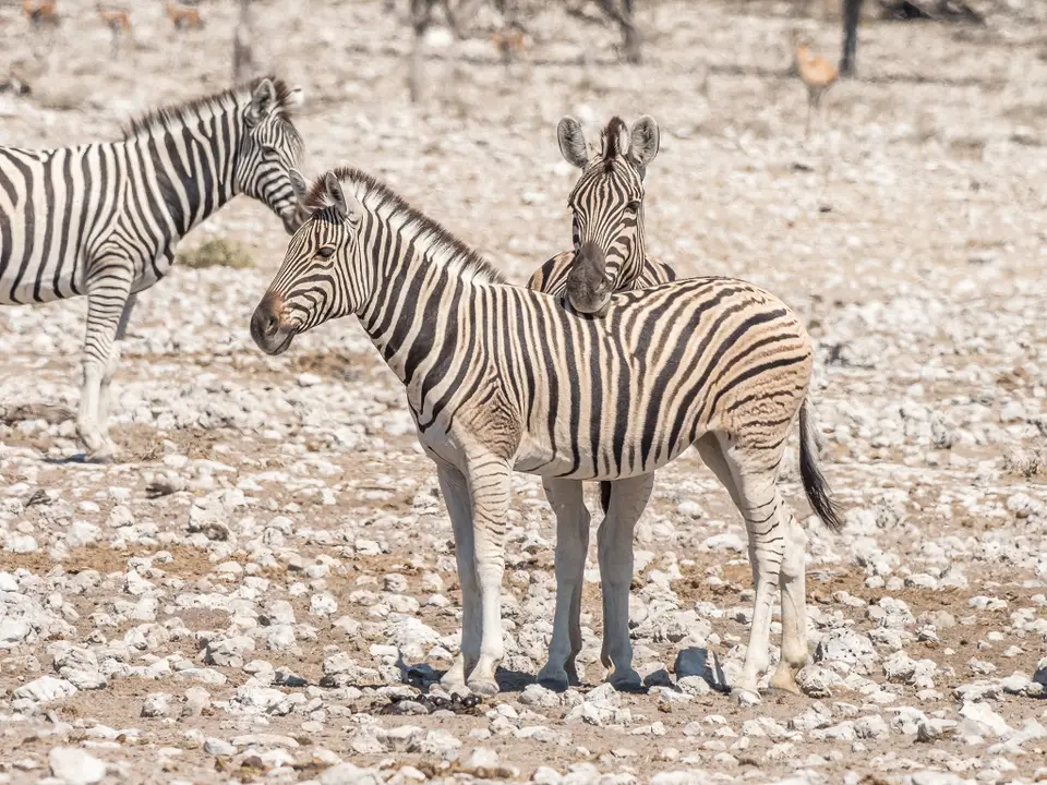 k-NamibiaimFrühjahr2019(524).jpg