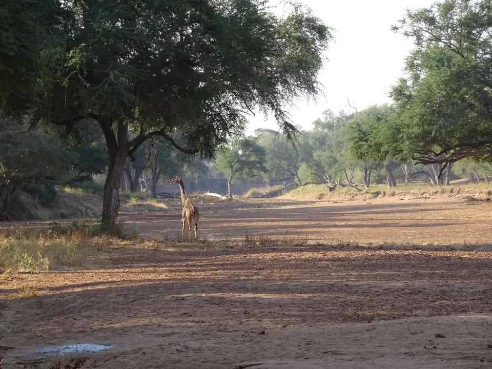 10.2GiraffeamLimpopo.JPG