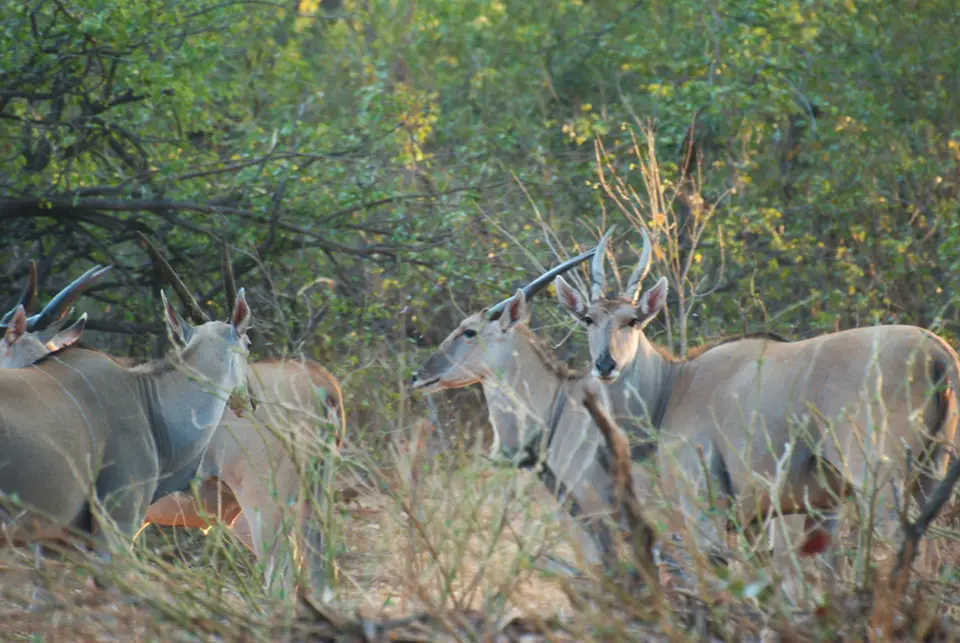 13ElenAntilopen-TuliWilderness.jpg