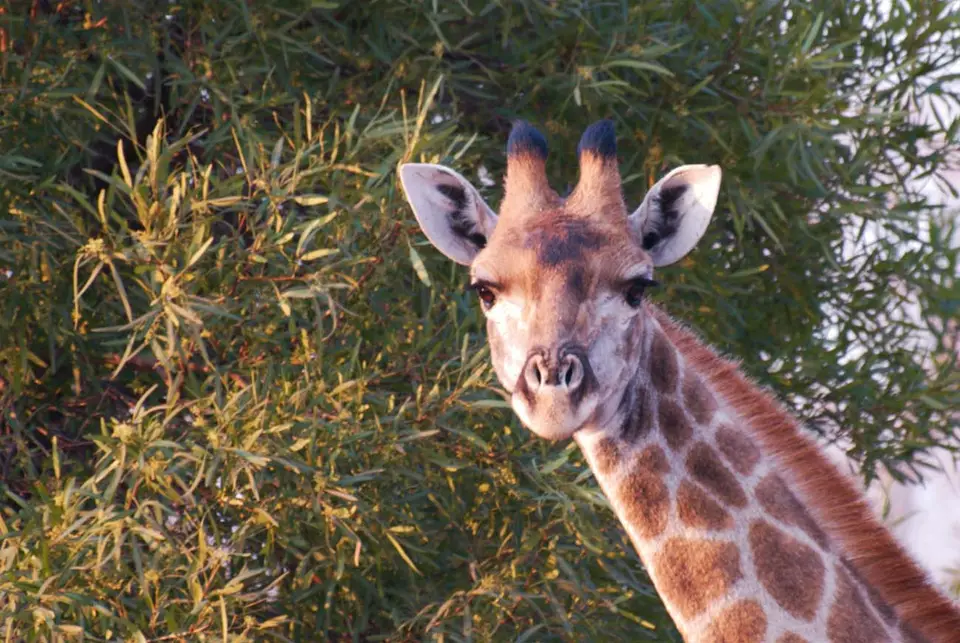 15Giraffe.jpg