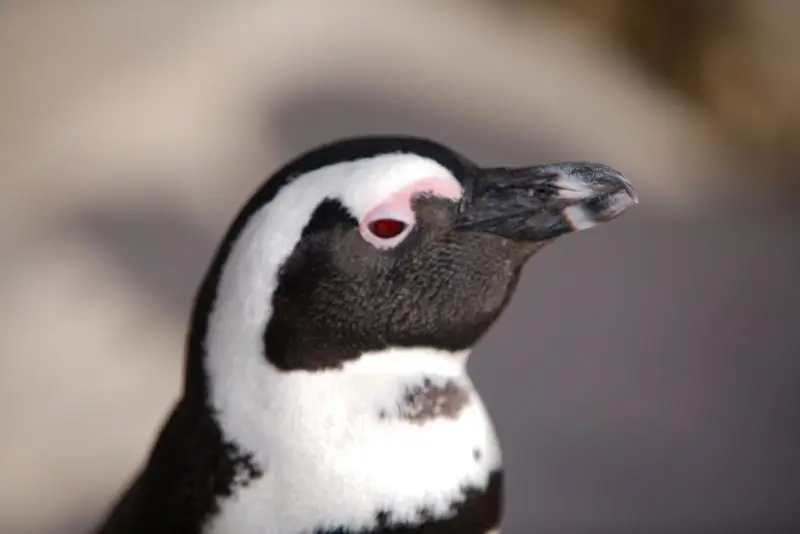 17PinguinSimonsTown.jpg