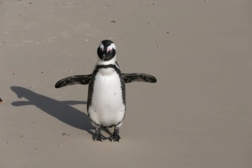 18Pinguin.JPG