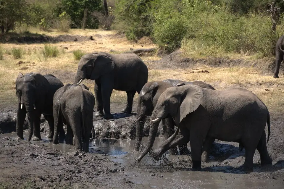 20ElefantenamSambesi-TsowaSafariIsland.jpg