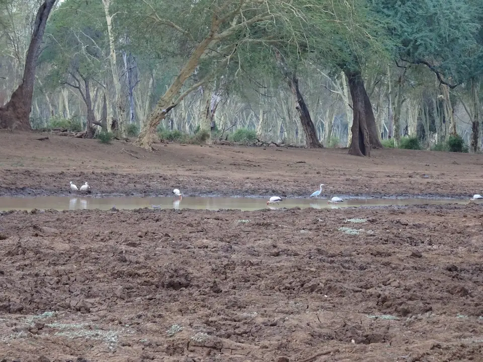 23ZuFußimFieberwald-AfricanSpoonbills.JPG