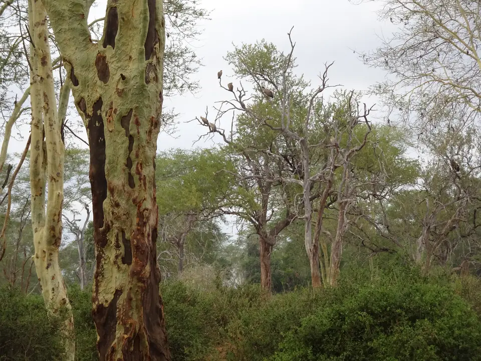 27FevertreeForest.JPG