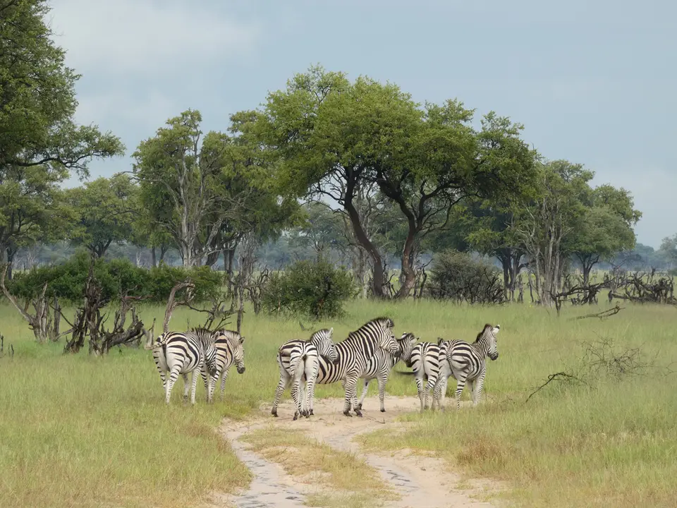 29Zebras.JPG