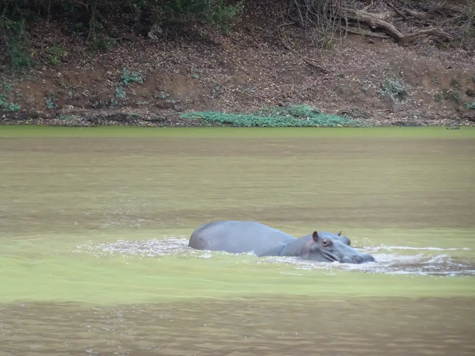 30.1Hippo.JPG