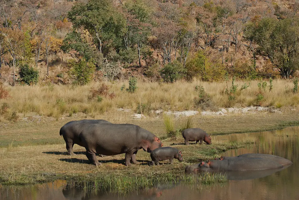 31HippoFamily.jpg