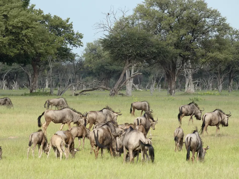 33Gnus.JPG