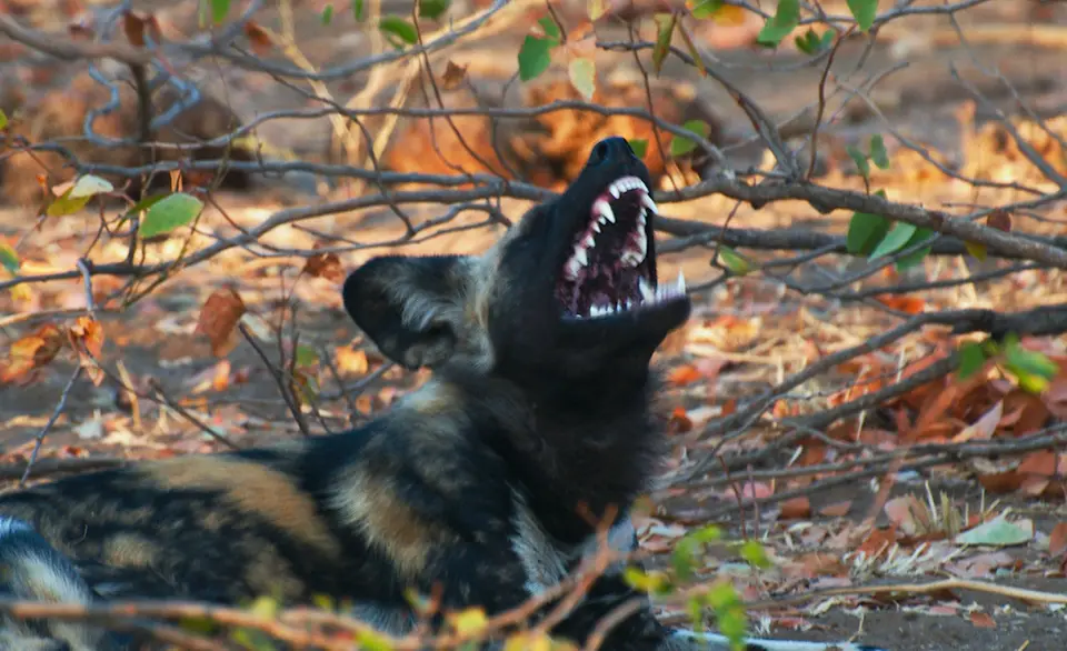39.2WildDogs.jpg