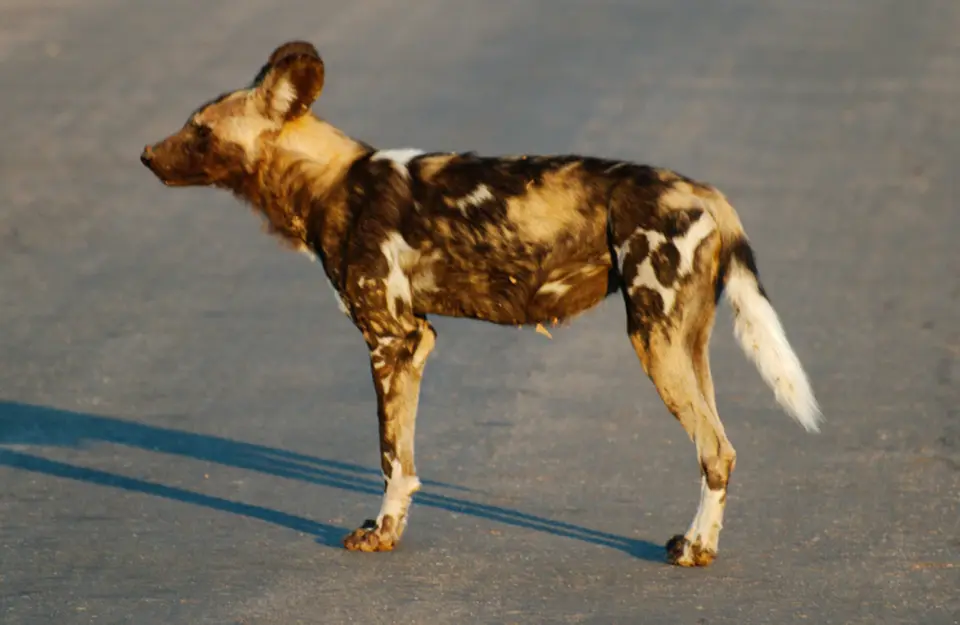 39.4WildDogs.jpg
