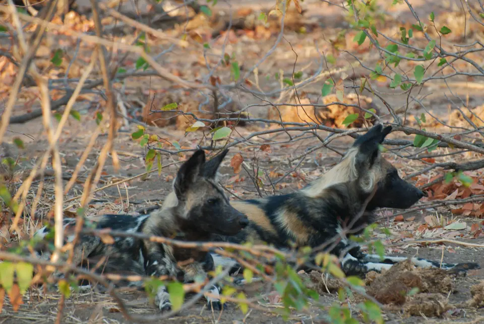 39WildDogs.jpg