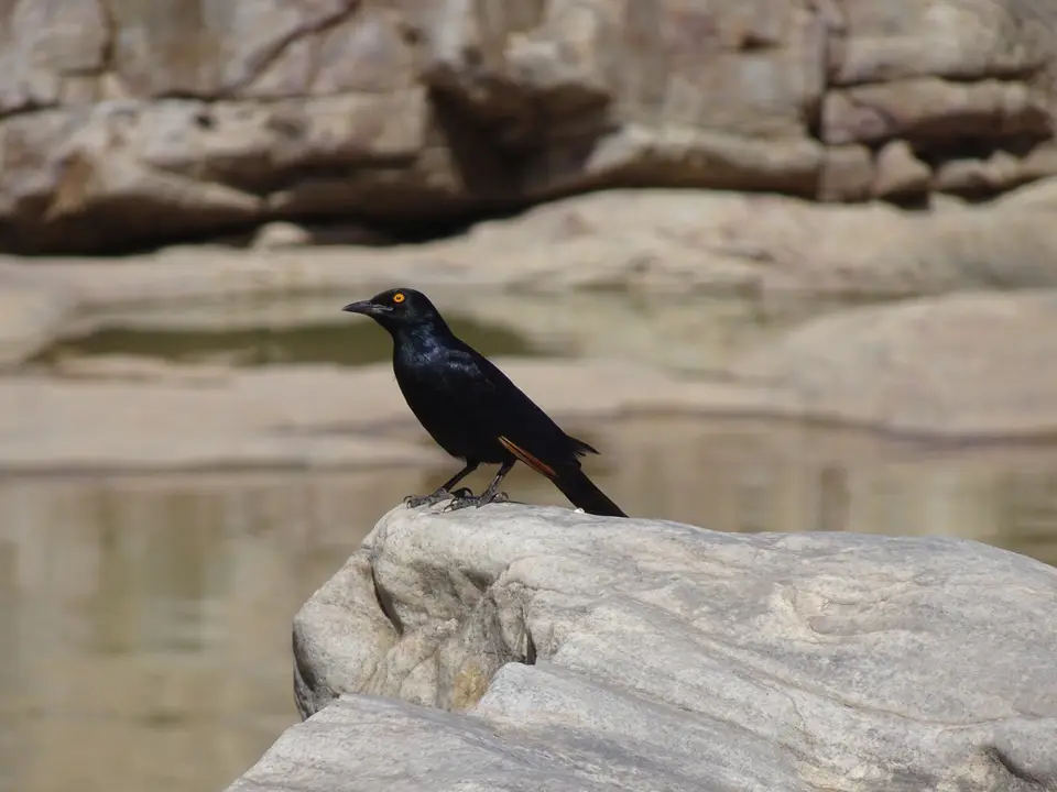 46CapeGlossyStarling.JPG