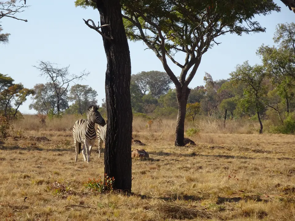 51Zebra.JPG
