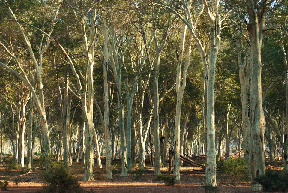 52FevertreeForestPafuri-©KalahariCalling.jpg