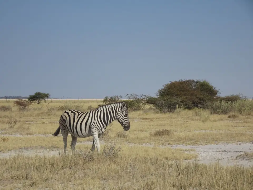 54Zebra.JPG