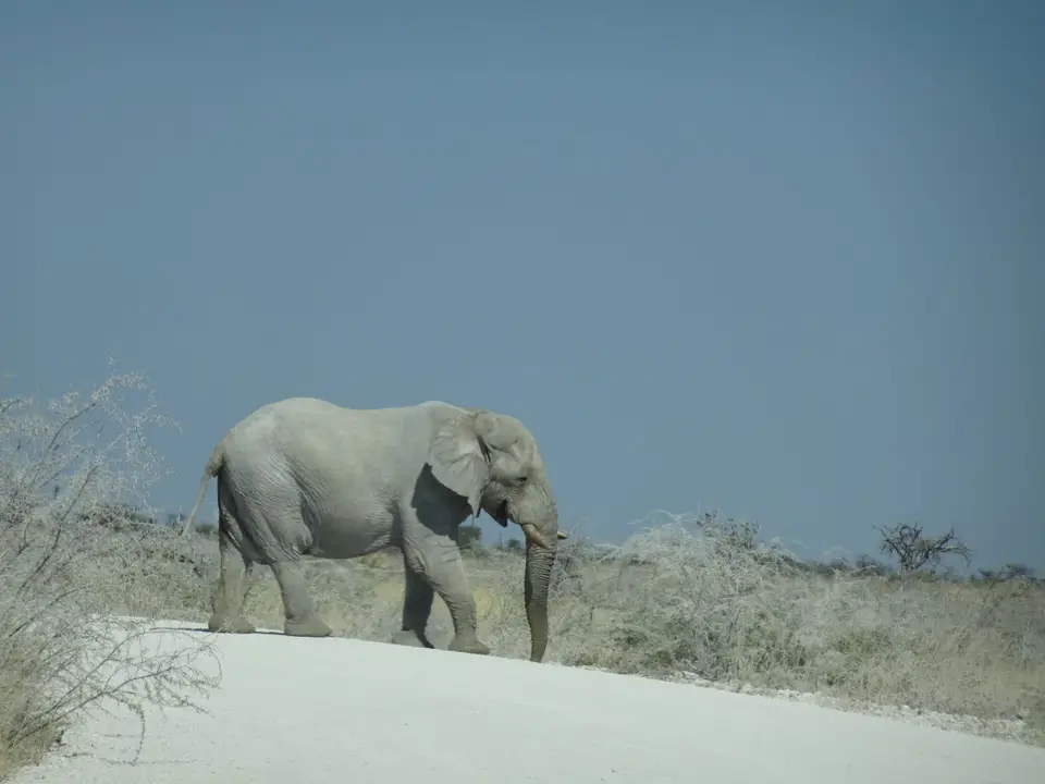 64Elefant.JPG