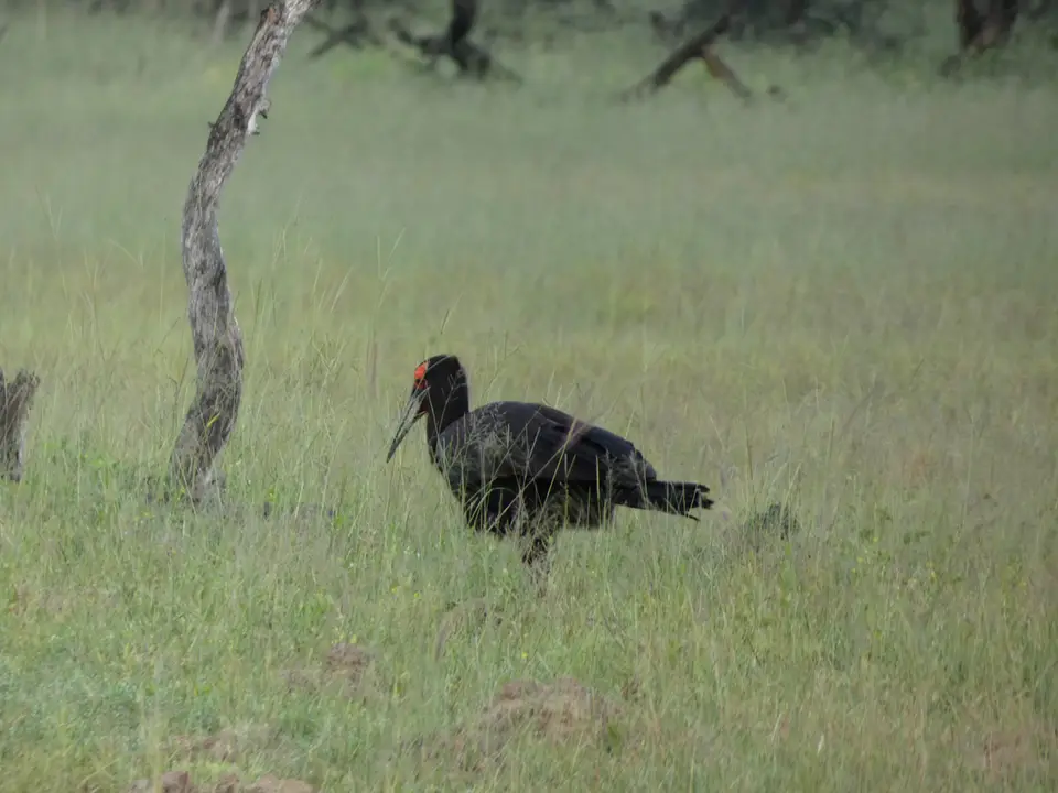 66Hornbill.JPG