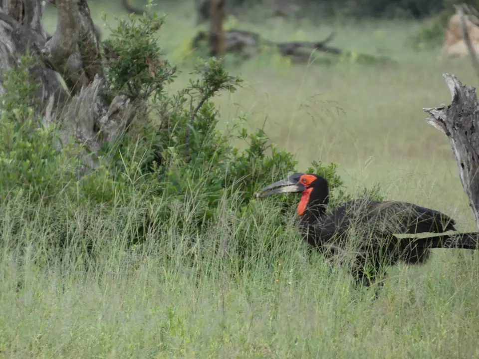 67GroundHornbill.JPG
