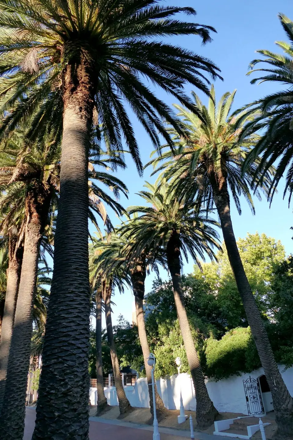 6MountNelson.JPG
