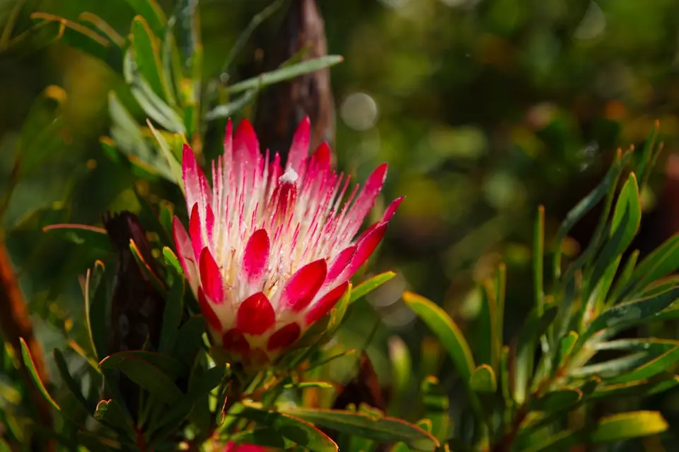 6ProteaimKirstenboschBotanischenGarten.jpg