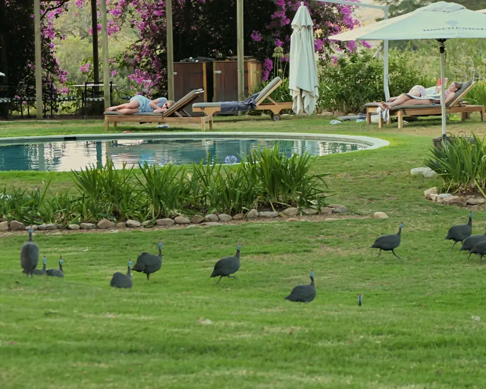 7.2GuineaFowls.jpg