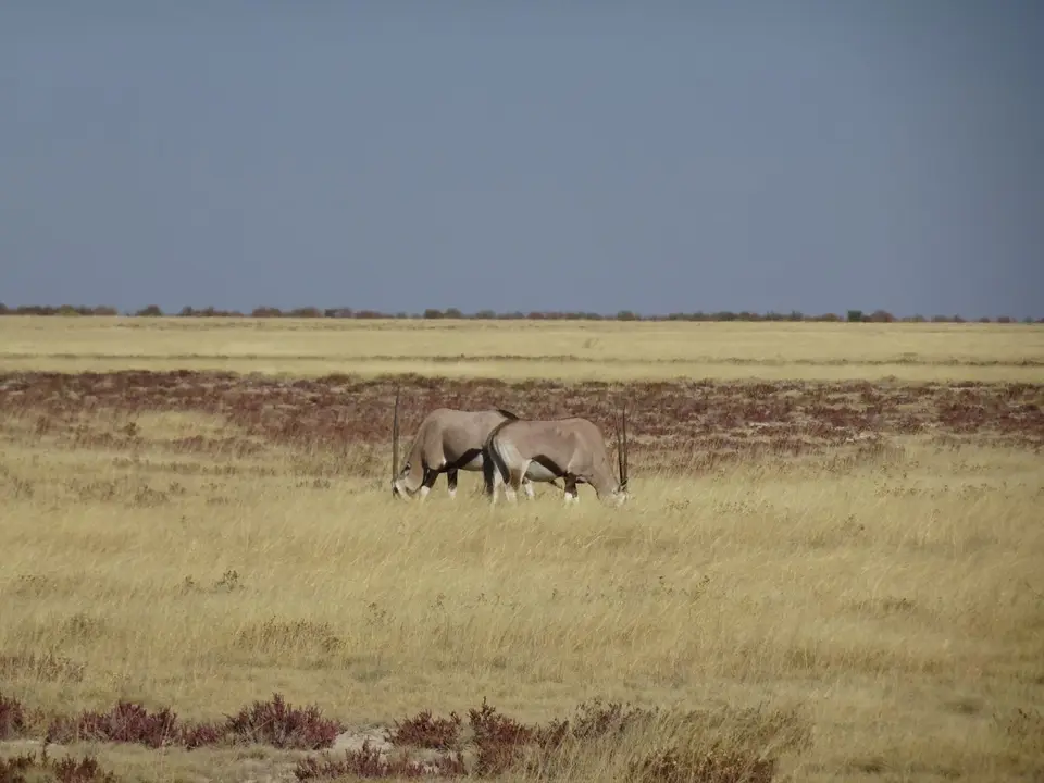 71Oryx.JPG