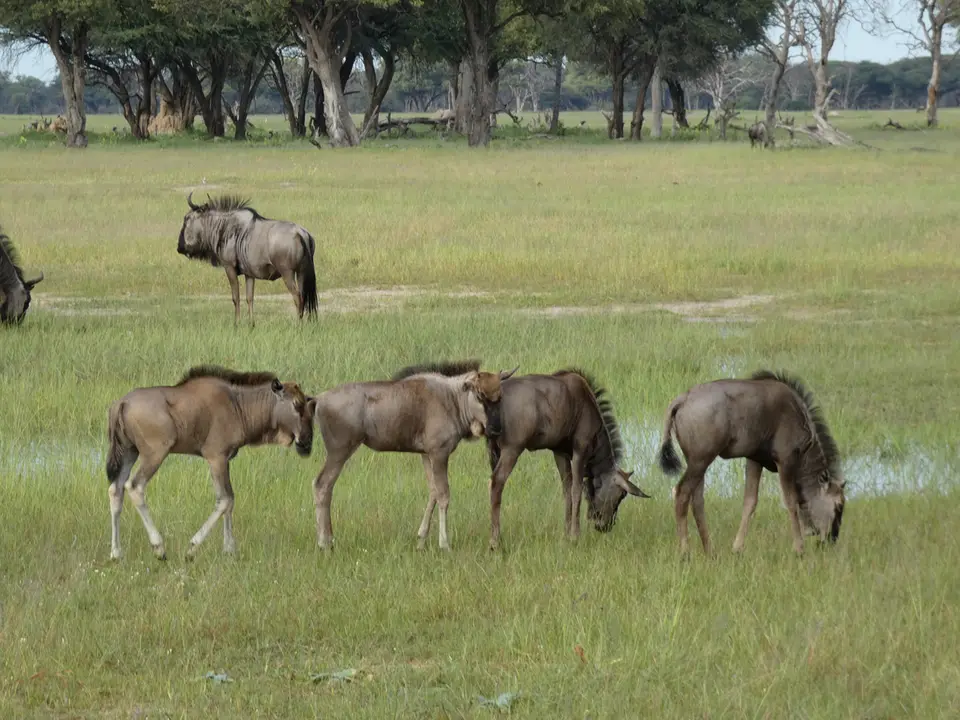 72Gnu.JPG