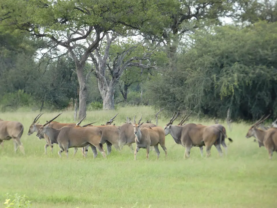 77Eland.JPG