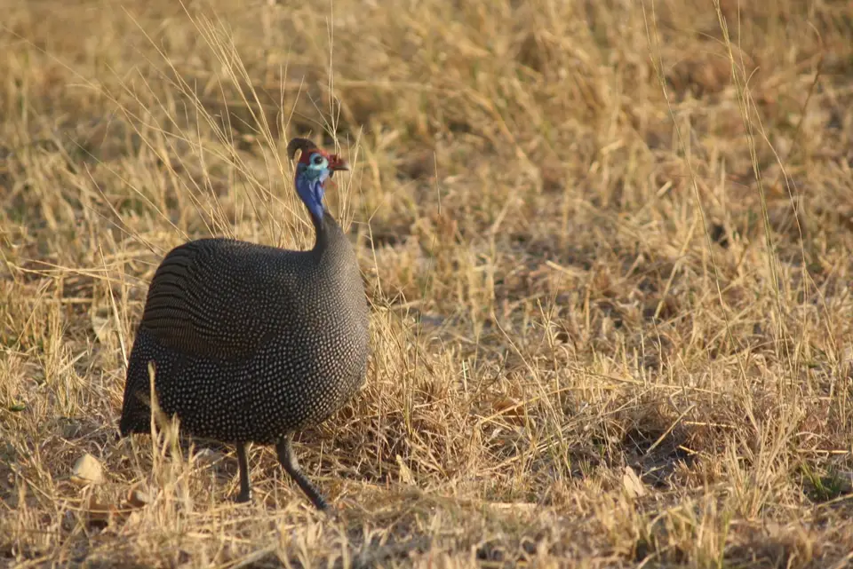 8.1Guineafowl.JPG