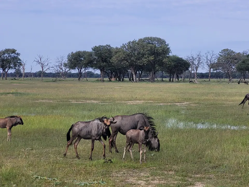 88Gnus.jpg
