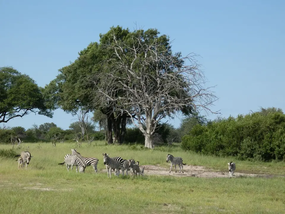 89Zebras.JPG