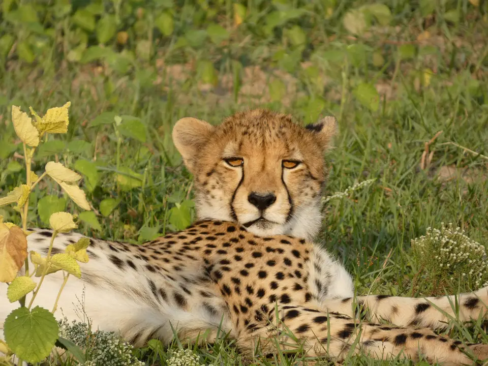 8Gepard.JPG