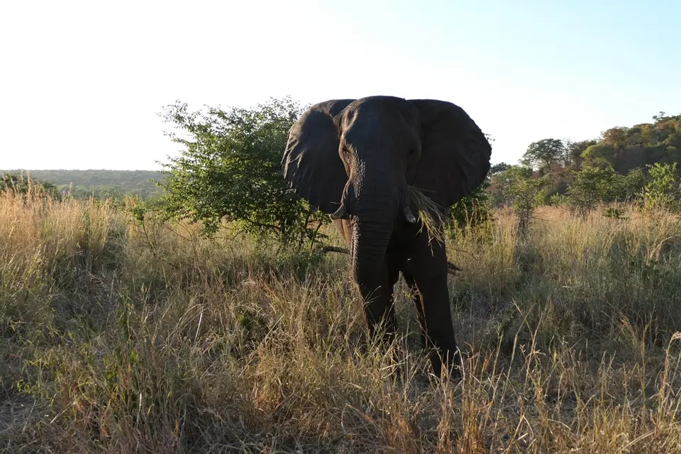 9Elefant.JPG