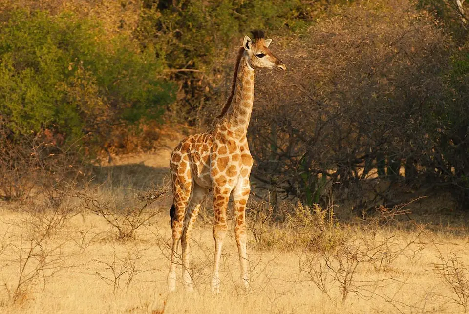 9GiraffeimBushwaPrivatGameReserv.jpg