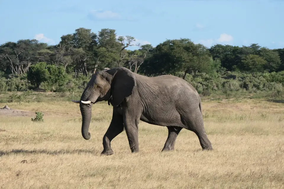 ElefantenbulleHwange.JPG