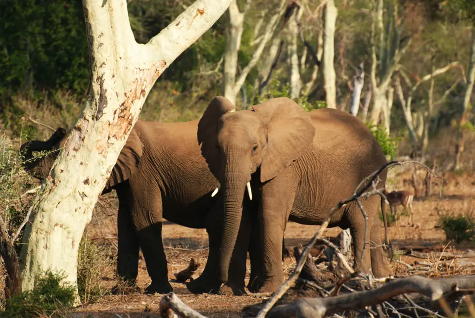 Ellies_Pafuri.jpg