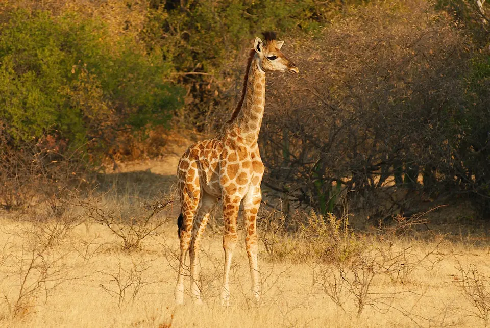 GiraffeimBushwaPrivatGameReserv.jpg